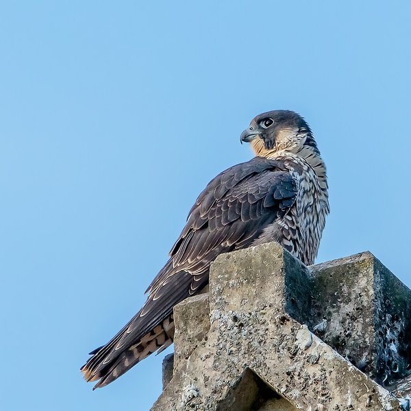 Peregrine Falcon
