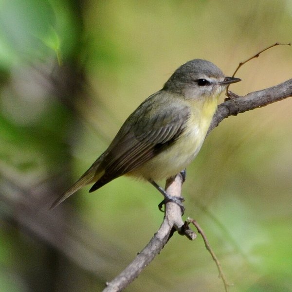 Philadelphia Vireo