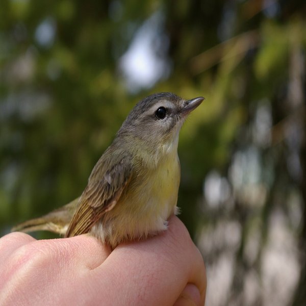 Philadelphia Vireo