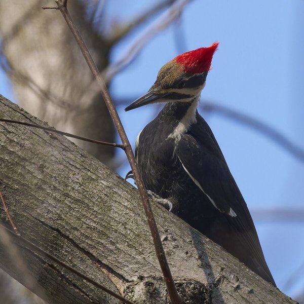 Pileated Woodpecker
