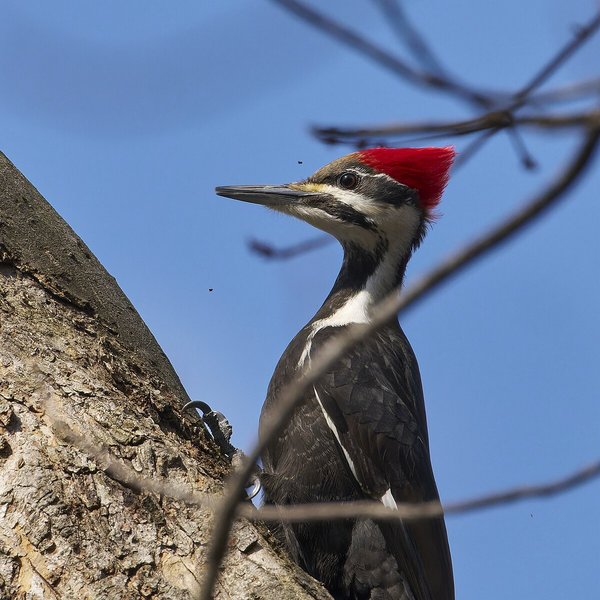Pileated Woodpecker