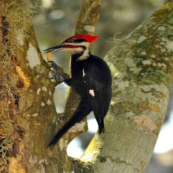 Pileated Woodpecker