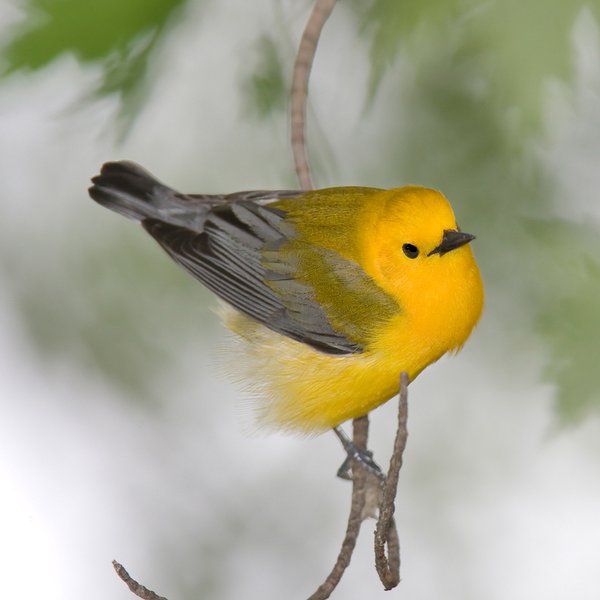 Prothonotary Warbler