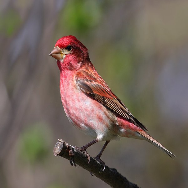 Purple Finch