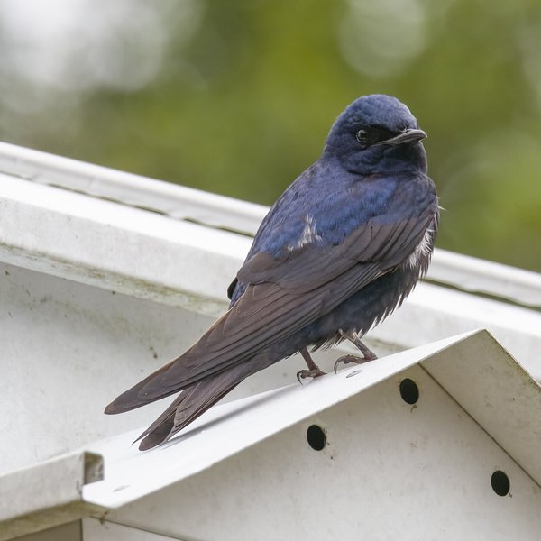 Purple Martin