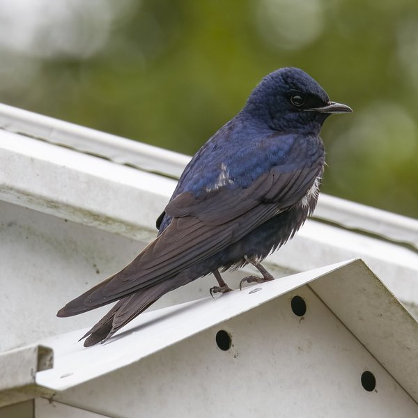 Purple Martin