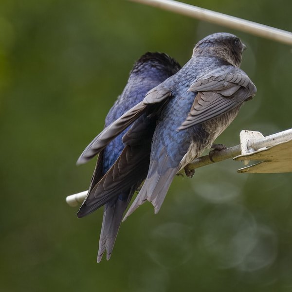 Purple Martin