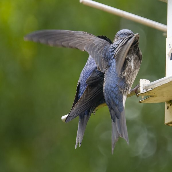 Purple Martin