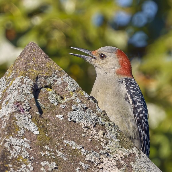 Red-bellied Woodpecker