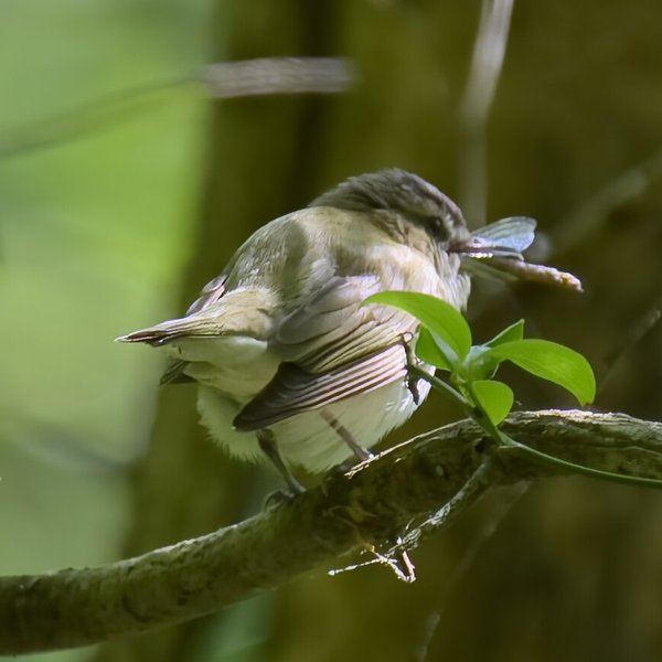 Red-eyed Vireo