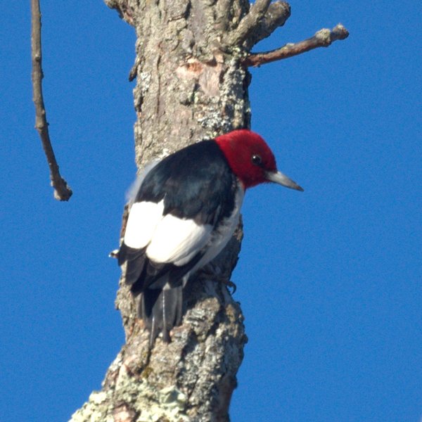 Red-headed Woodpecker