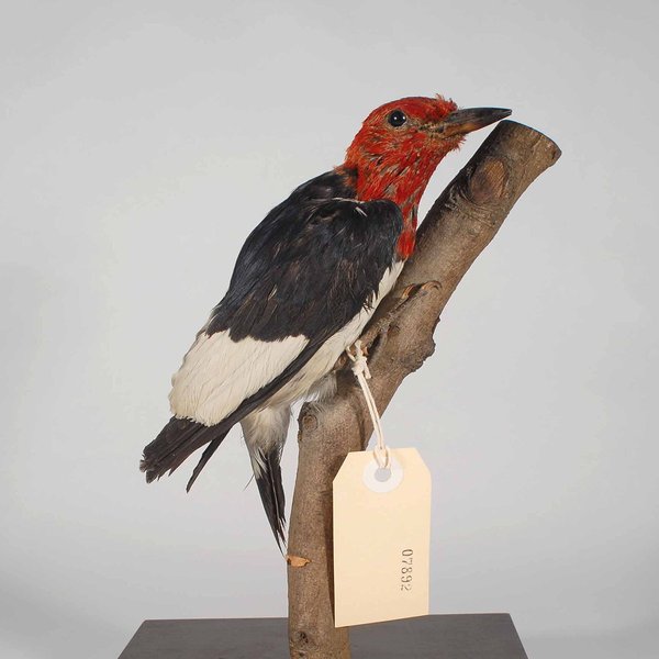 Red-headed Woodpecker