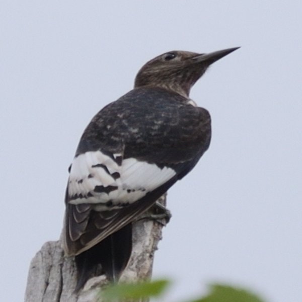 Red-headed Woodpecker