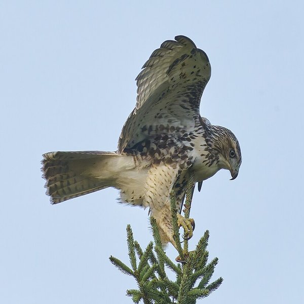Red-tailed Hawk