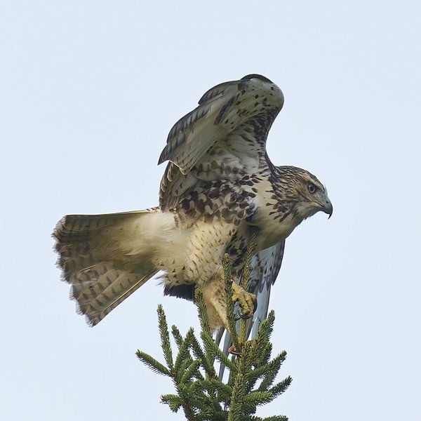 Red-tailed Hawk
