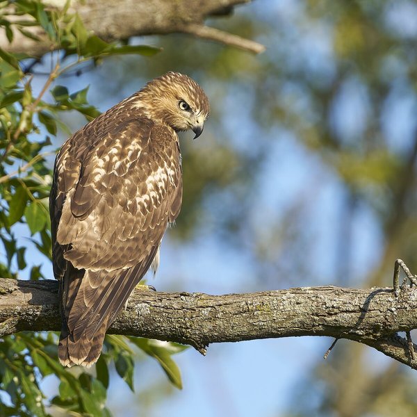 Red-tailed Hawk