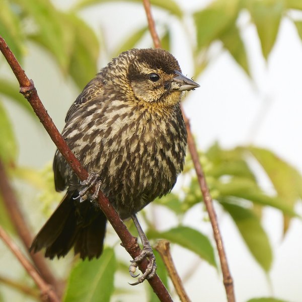Red-winged Blackbird