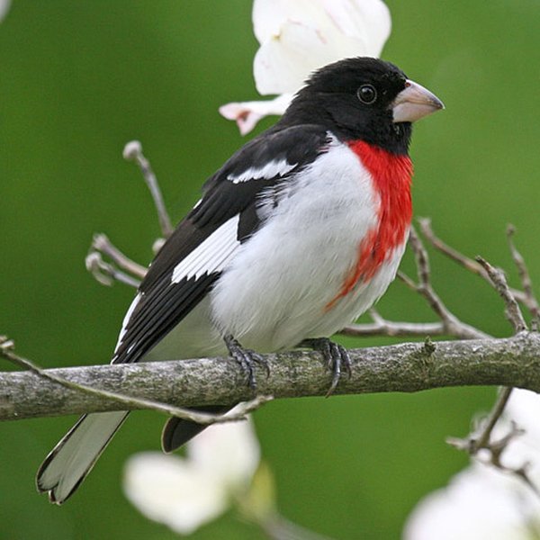 Rose-breasted Grosbeak
