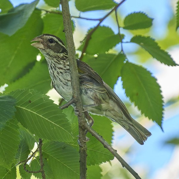 Rose-breasted Grosbeak