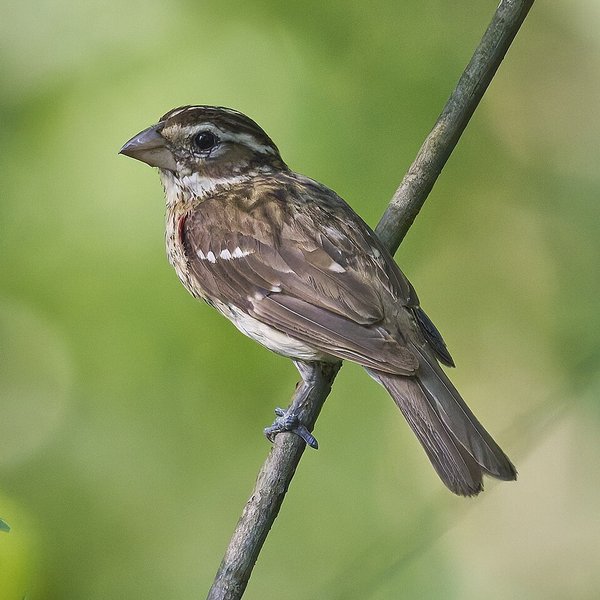 Rose-breasted Grosbeak