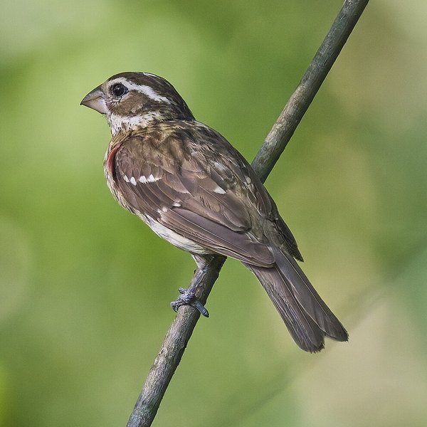 Rose-breasted Grosbeak