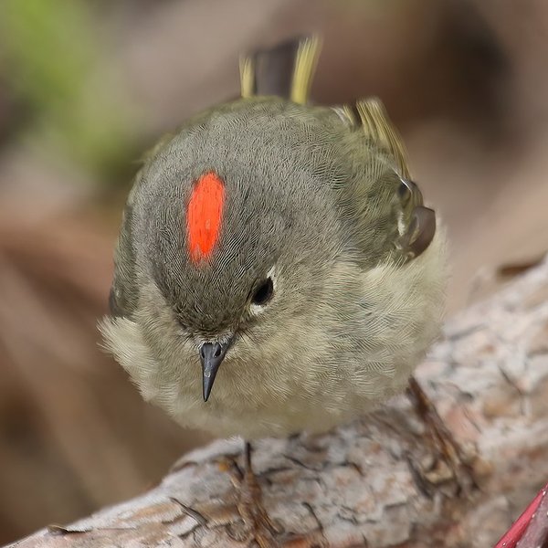 Ruby-crowned Kinglet