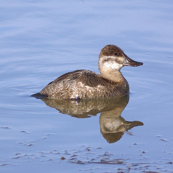 Ruddy Duck