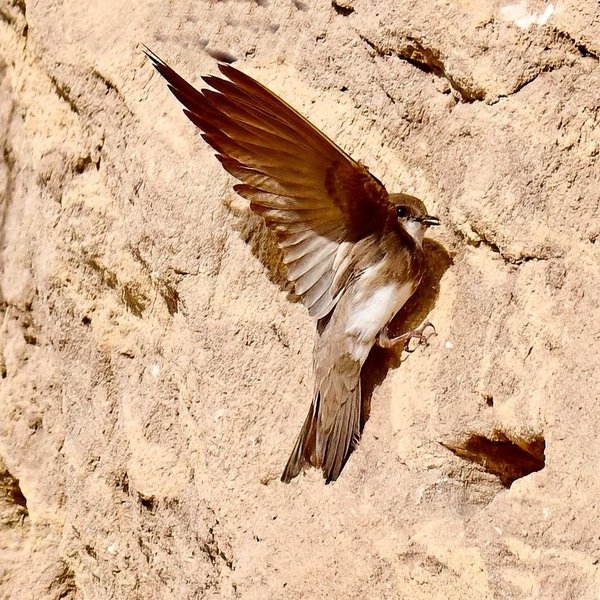 Sand Martin