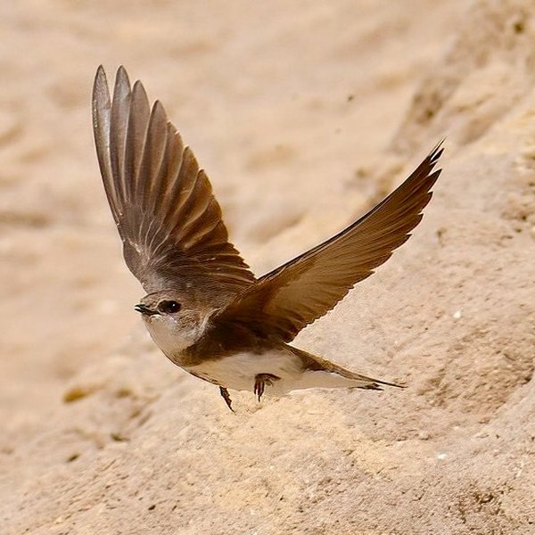 Sand Martin