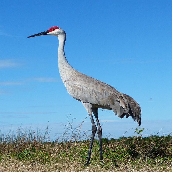 Sandhill Crane
