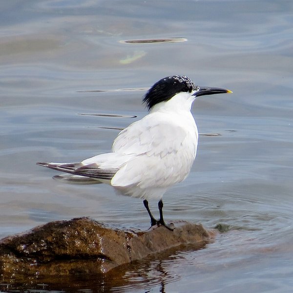 Sandwich Tern
