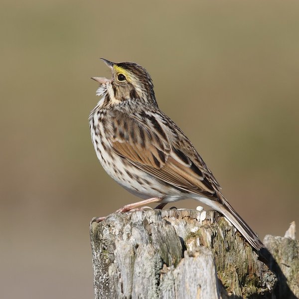 Savannah Sparrow