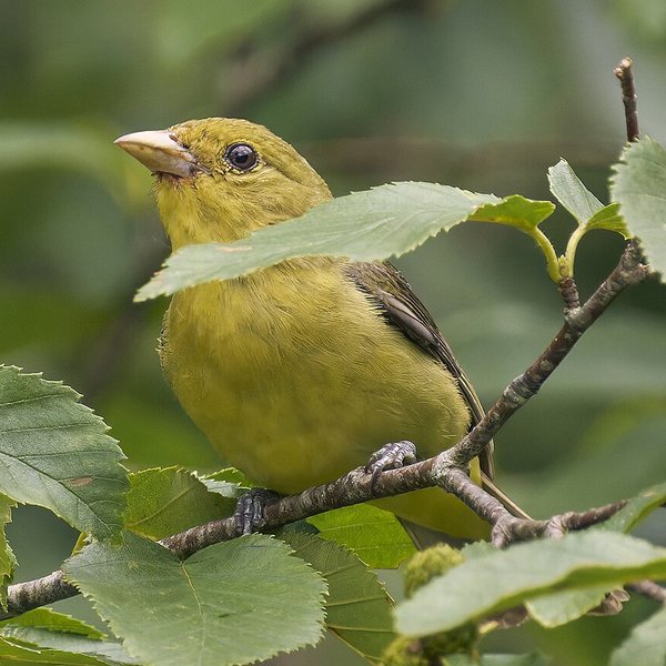 Scarlet Tanager