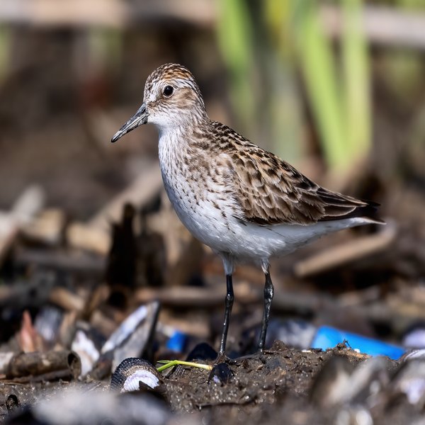 Semipalmated Sandpiper