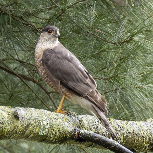 Sharp-shinned Hawk