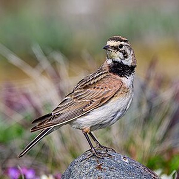Shore Lark
