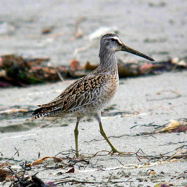 Short-billed Dowitcher