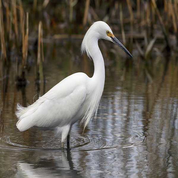 Snowy Egret
