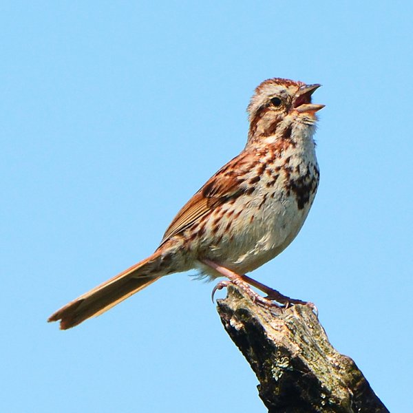 Song Sparrow