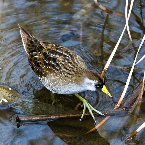 Sora