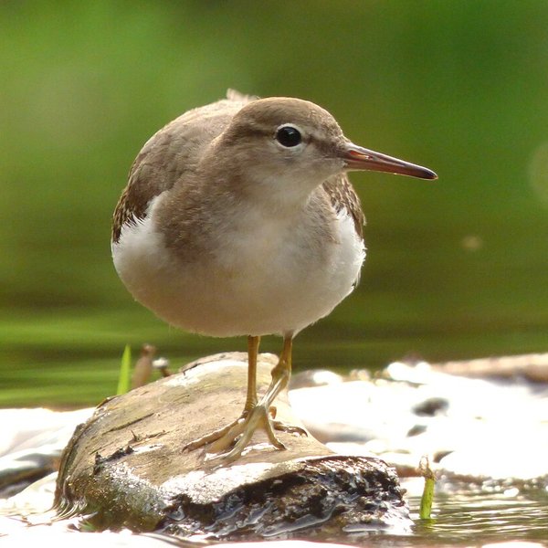 Spotted Sandpiper