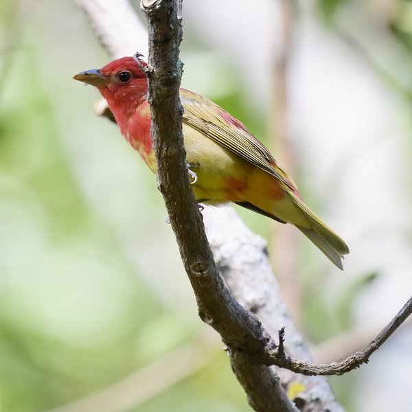 Summer Tanager