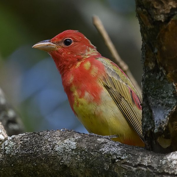 Summer Tanager