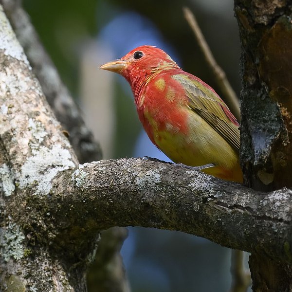 Summer Tanager