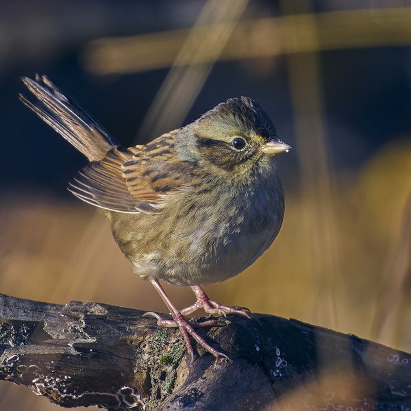 Swamp Sparrow