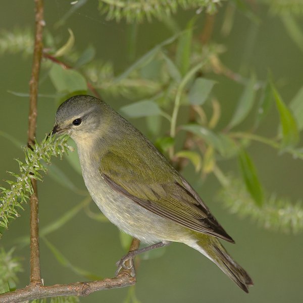 Tennessee Warbler