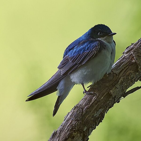 Tree Swallow