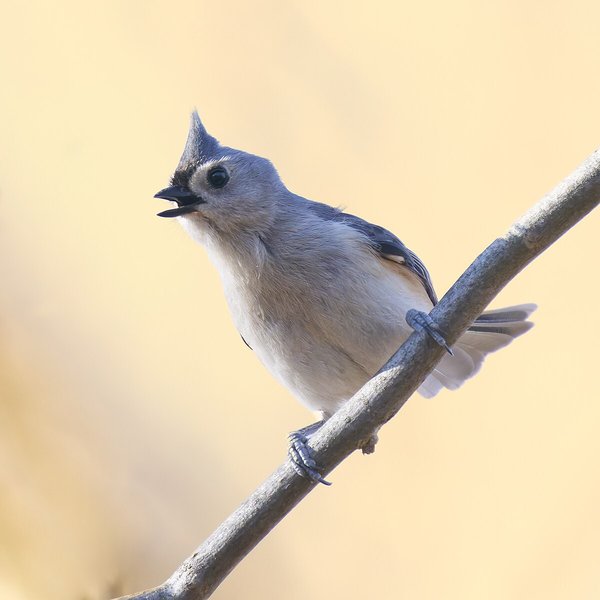 Tufted Titmouse