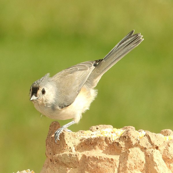 Tufted Titmouse