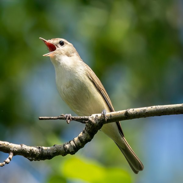 Warbling Vireo